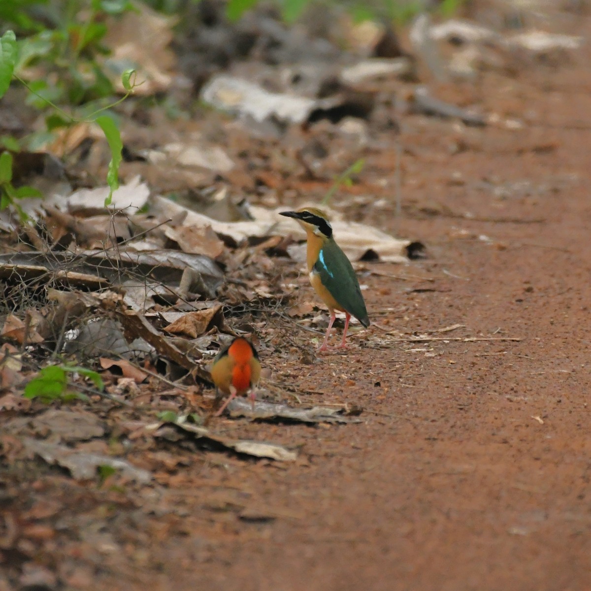 Indian Pitta - Manas マナサ