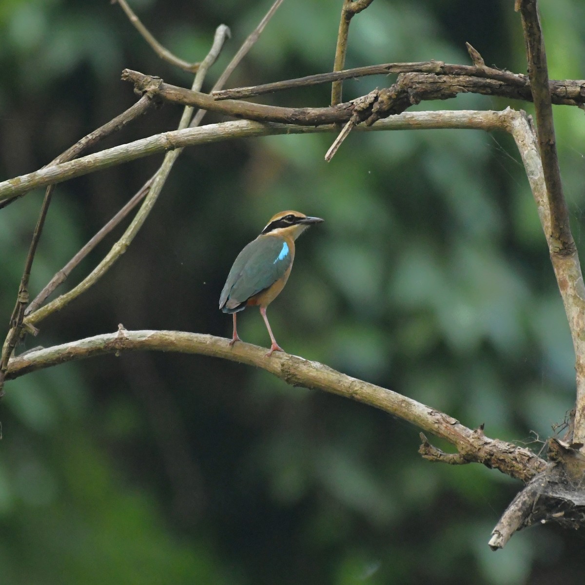 Indian Pitta - Manas マナサ