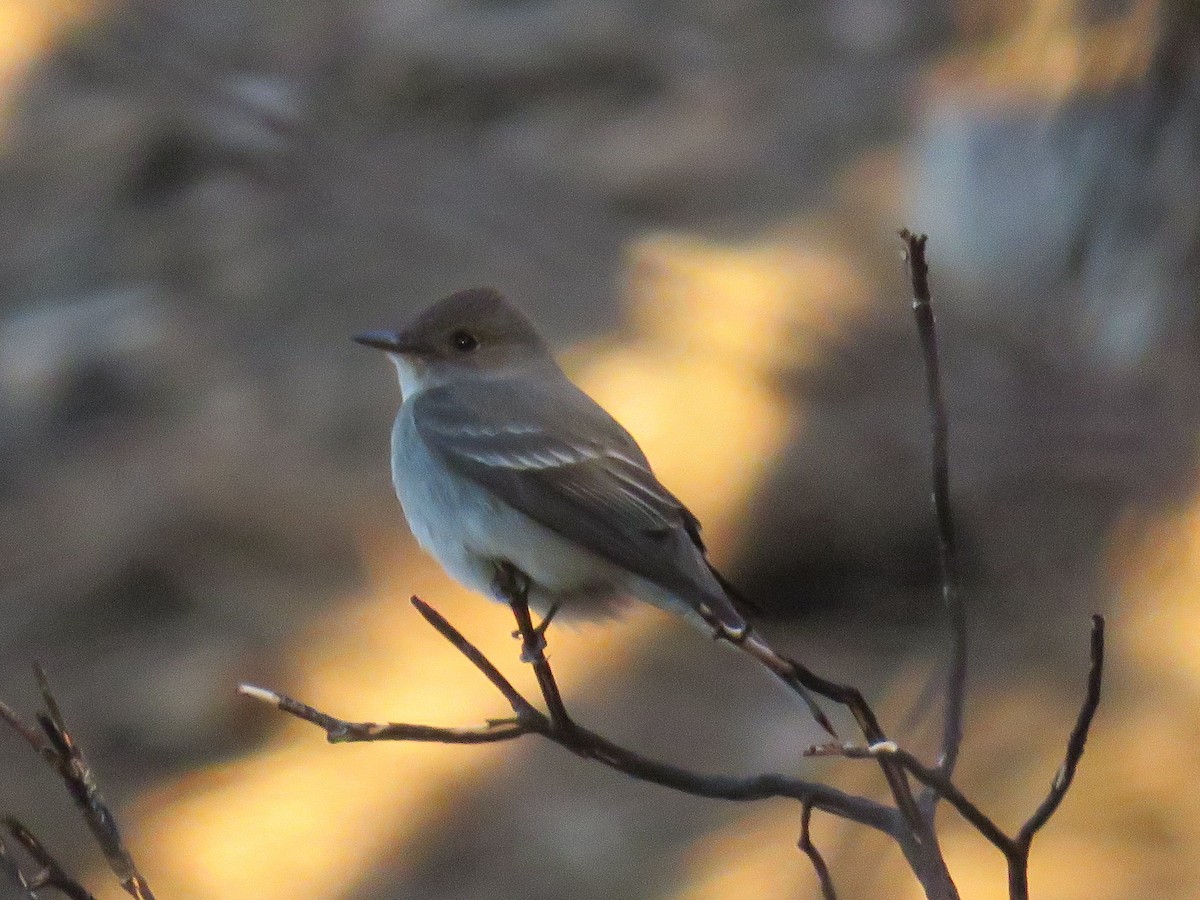 Western Wood-Pewee - ML451023761