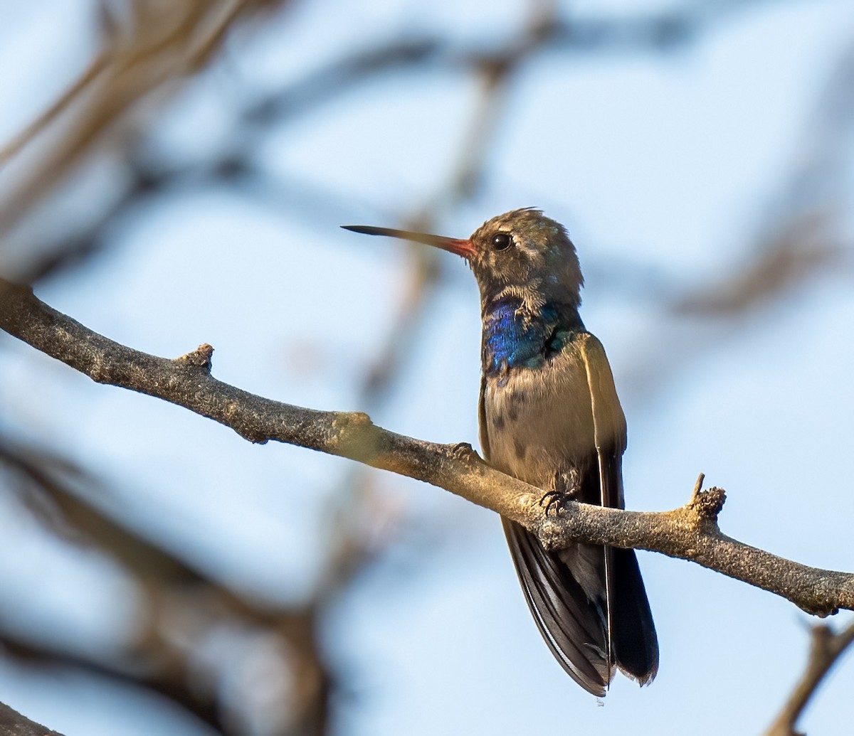 Turquoise-crowned Hummingbird - ML451025331