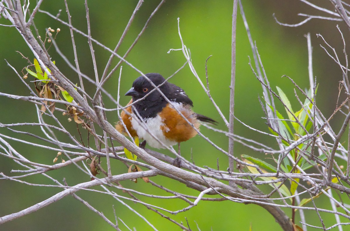 Spotted Towhee - ML451025961