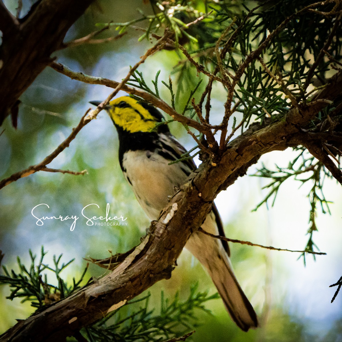 Golden-cheeked Warbler - Michaela Kral
