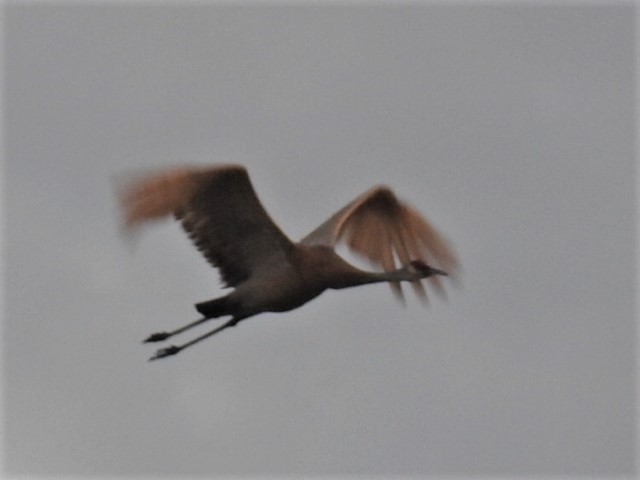 Sandhill Crane - ML451027451