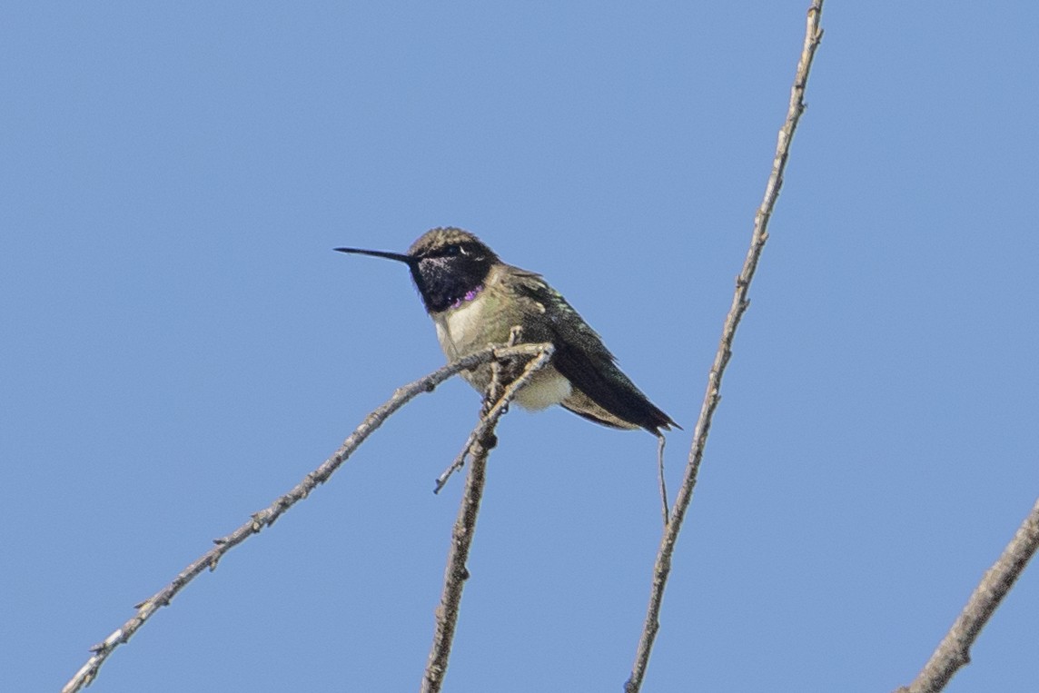 Black-chinned Hummingbird - ML451027721