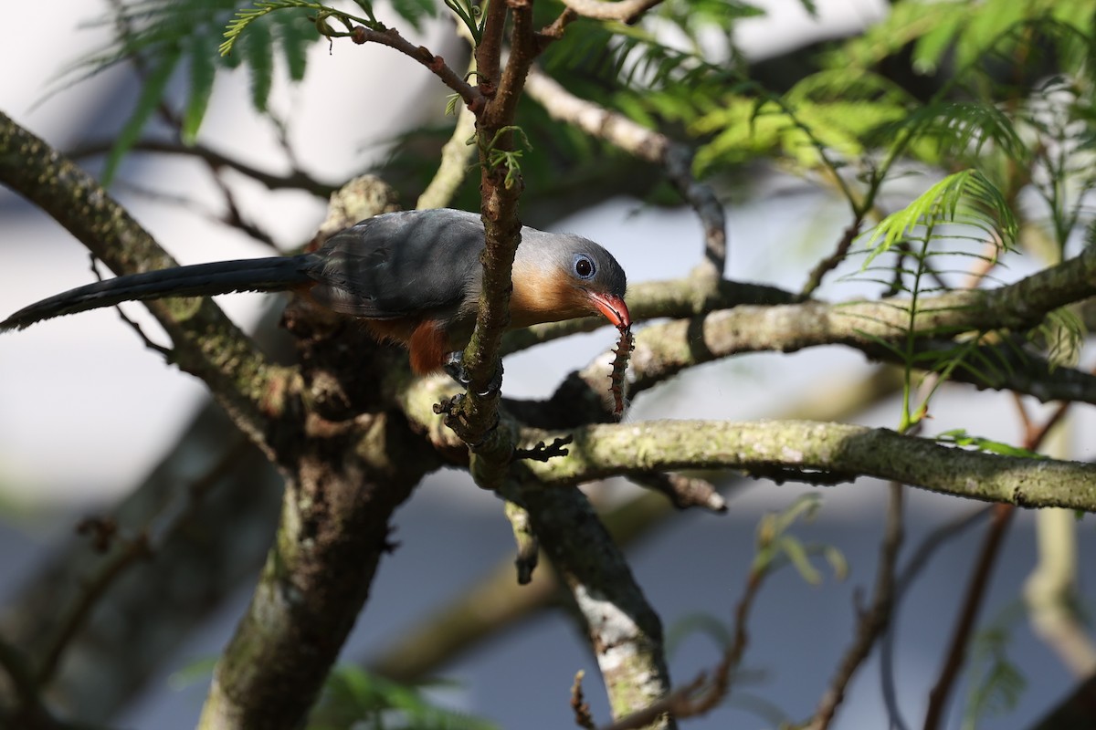 Red-billed Malkoha - ML451027891