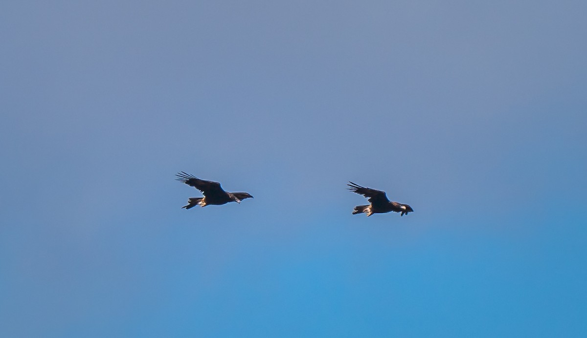 Wedge-tailed Eagle - ML451028061