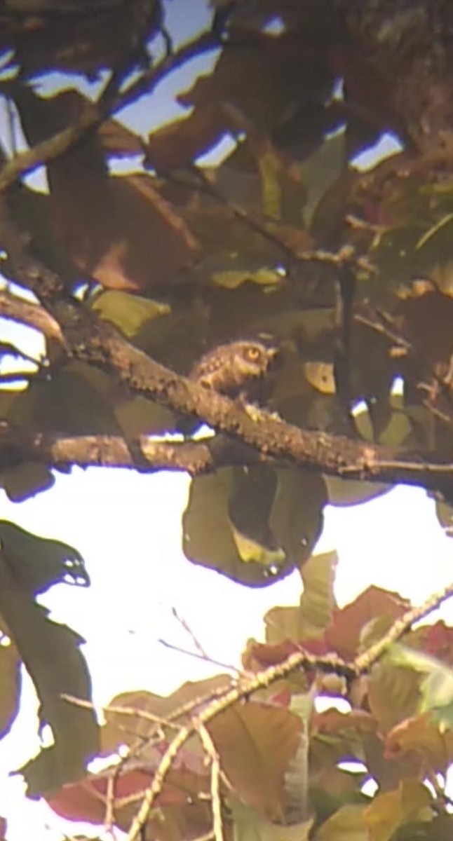 Spotted Owlet - ML451028131