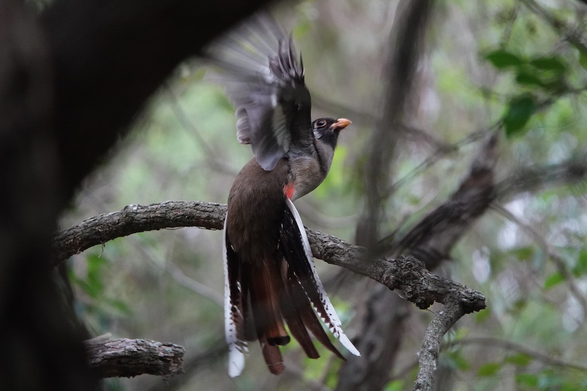 Elegant Trogon - ML451028491