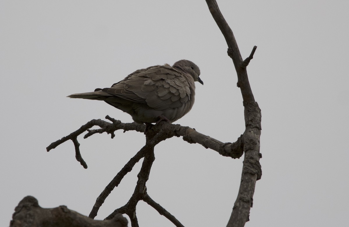 Eurasian Collared-Dove - ML451030191