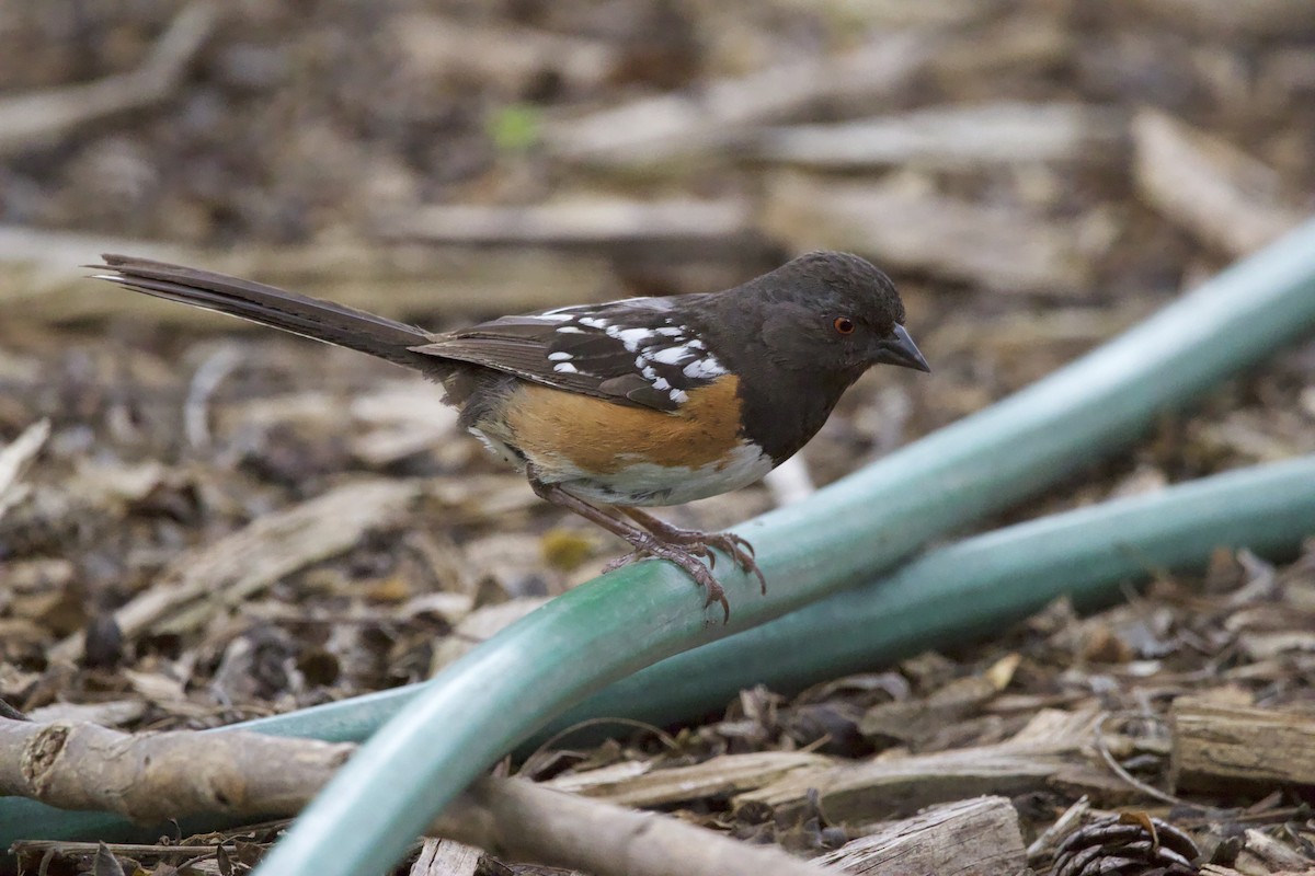 Spotted Towhee - ML451030331
