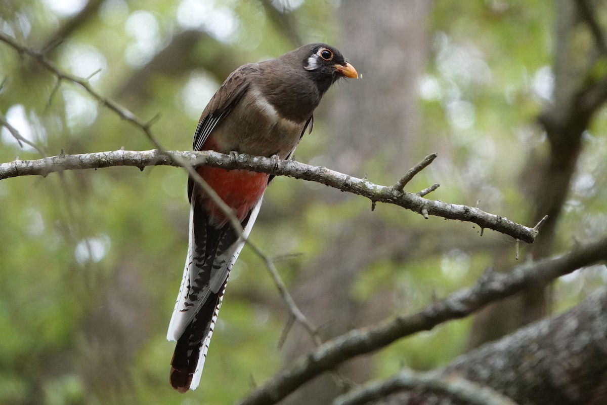 Trogon élégant - ML451031921