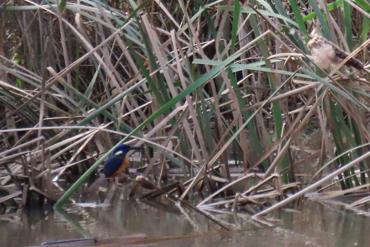 Azure Kingfisher - ML451032121