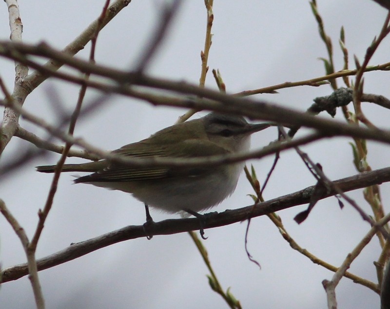 Red-eyed Vireo - ML45103271