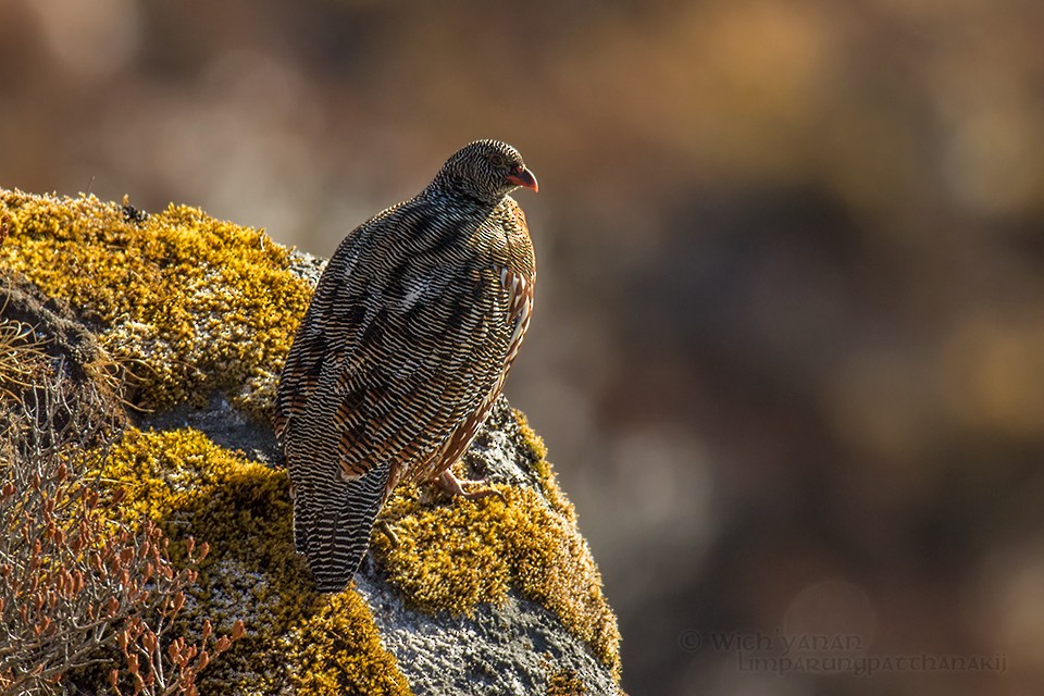 Snow Partridge - ML45103451