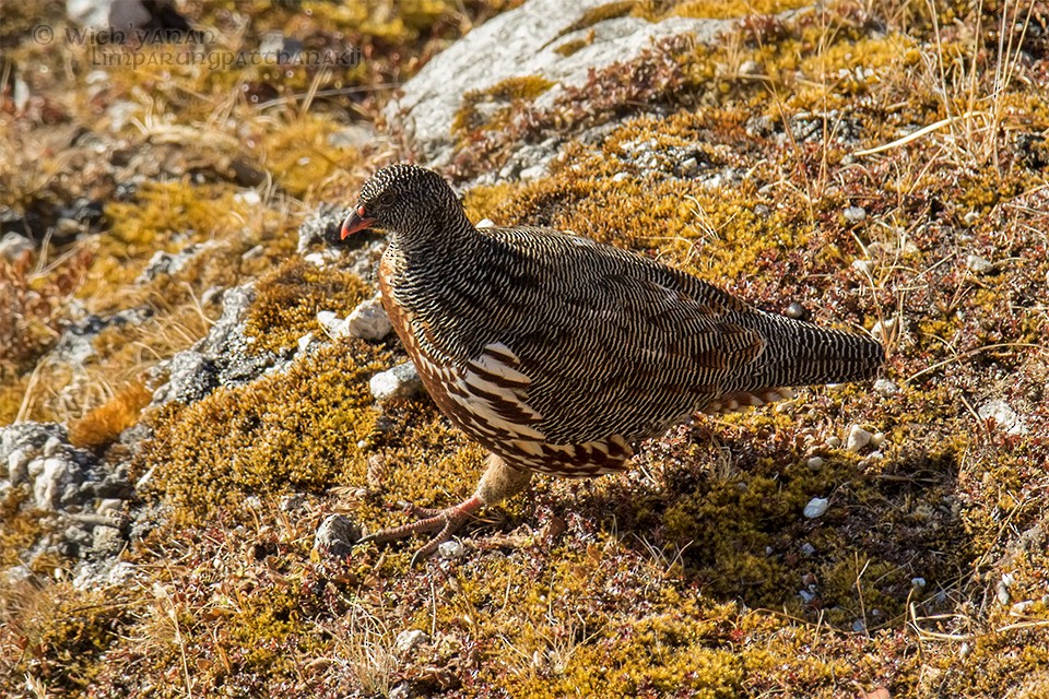 Snow Partridge - ML45103461