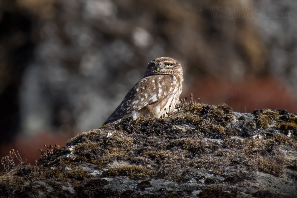 Little Owl - ML45103511