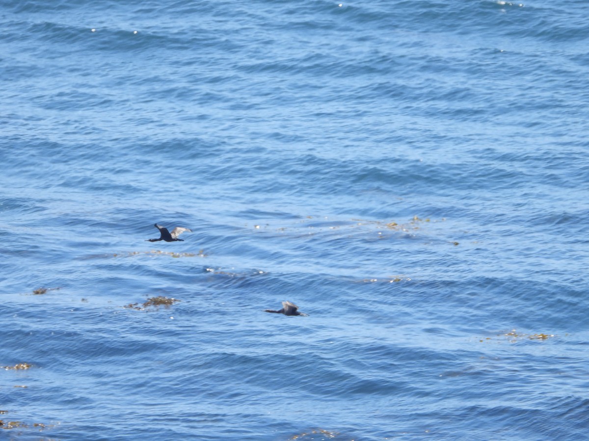 Brandt's Cormorant - ML451035171