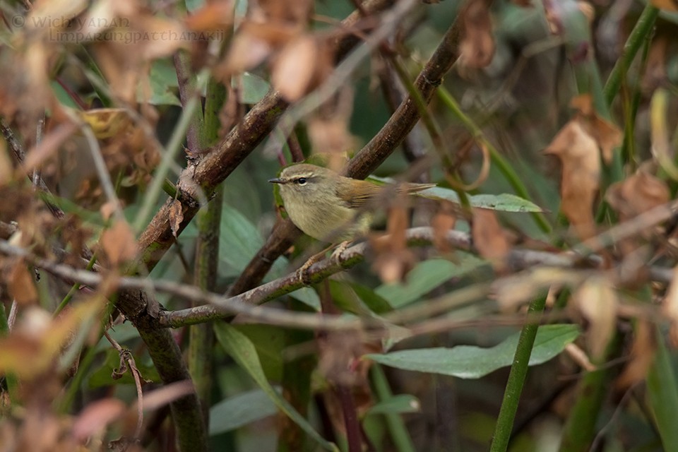 Hume's Bush Warbler - Wich’yanan Limparungpatthanakij