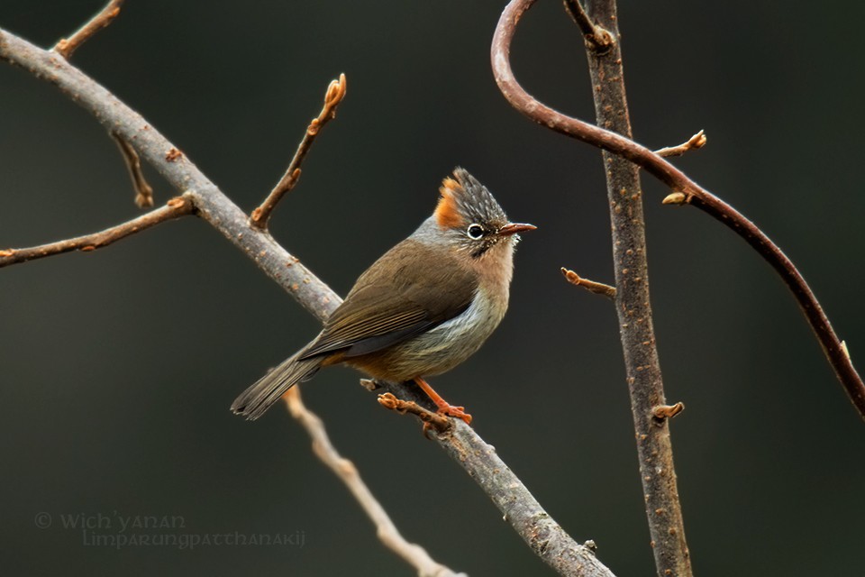 Rufous-vented Yuhina - Wich’yanan Limparungpatthanakij