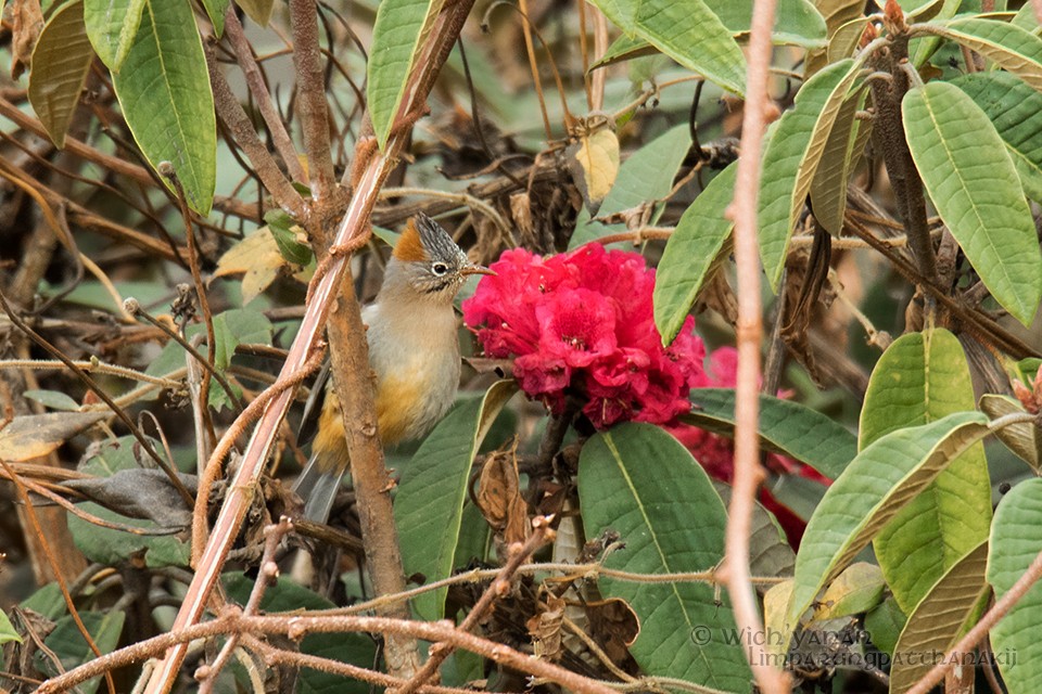 Yuhina Ventrirrufa - ML45103641