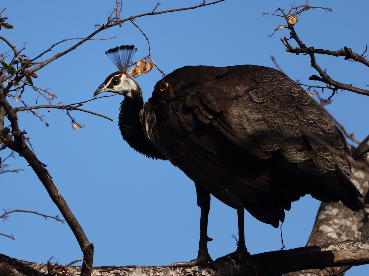 Indian Peafowl - ML451036981