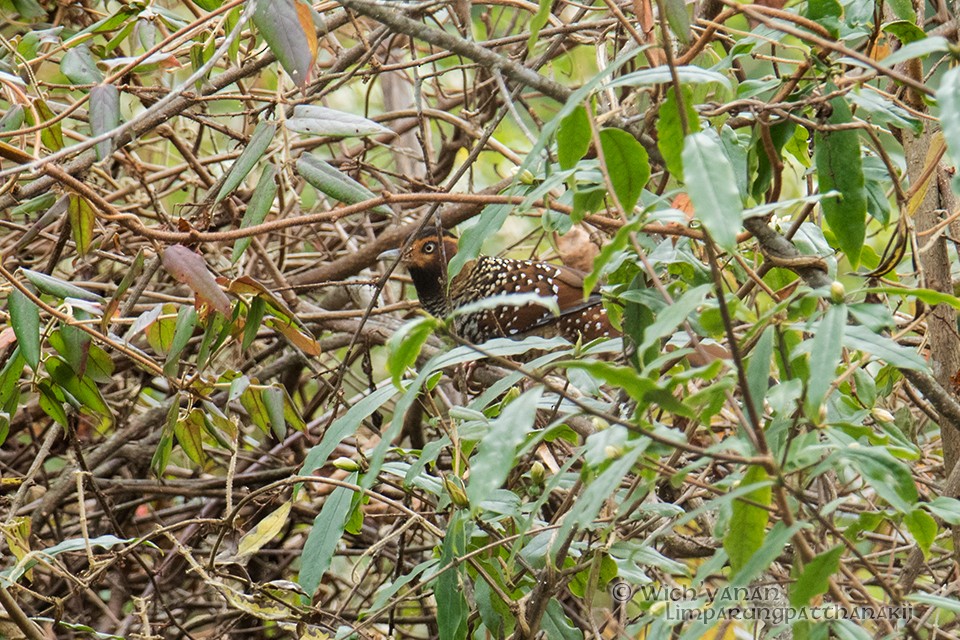 Spotted Laughingthrush - ML45103701