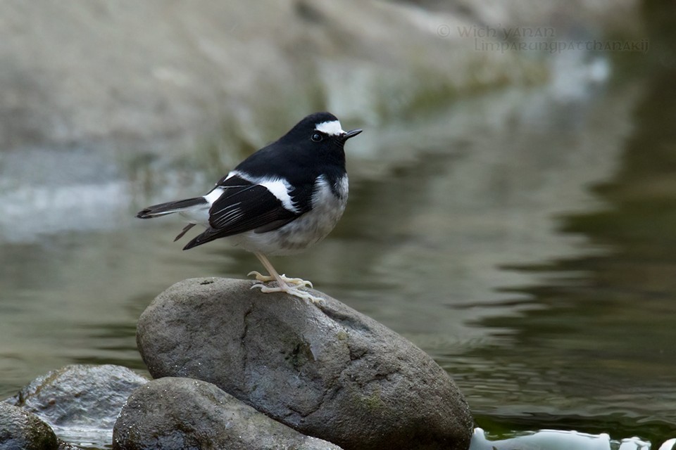 Little Forktail - ML45104001