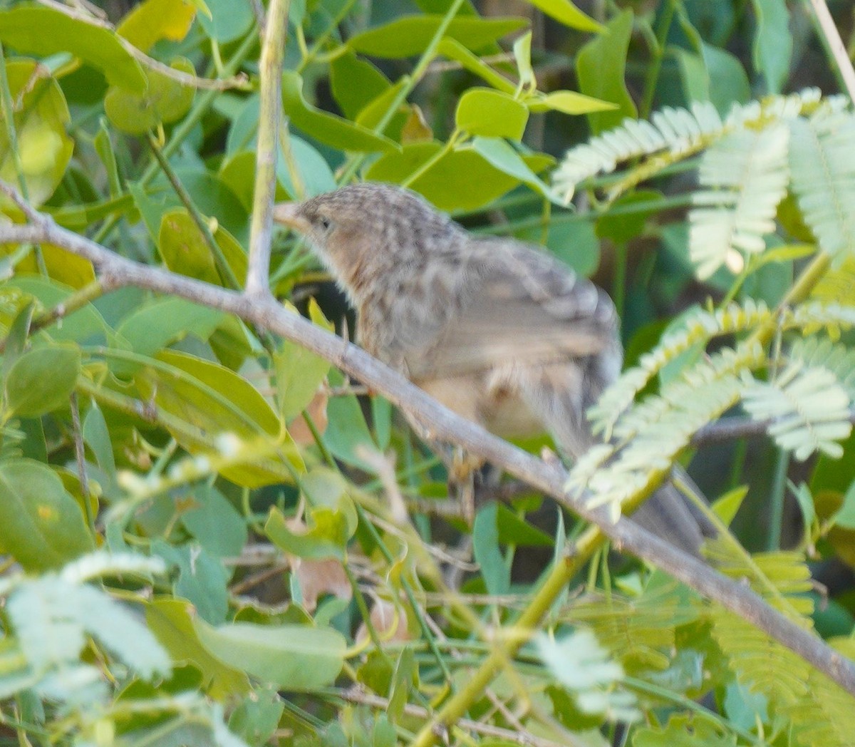 Common Babbler - ML451042041