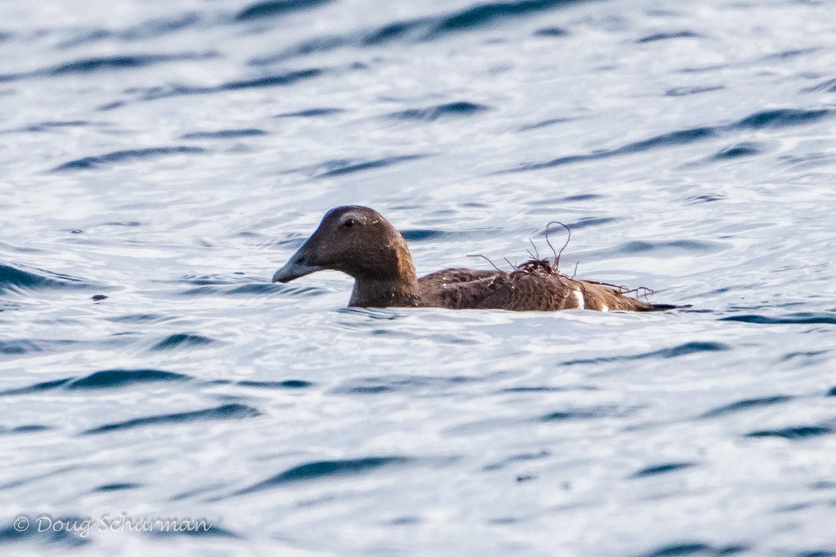 Common Eider - ML45104391