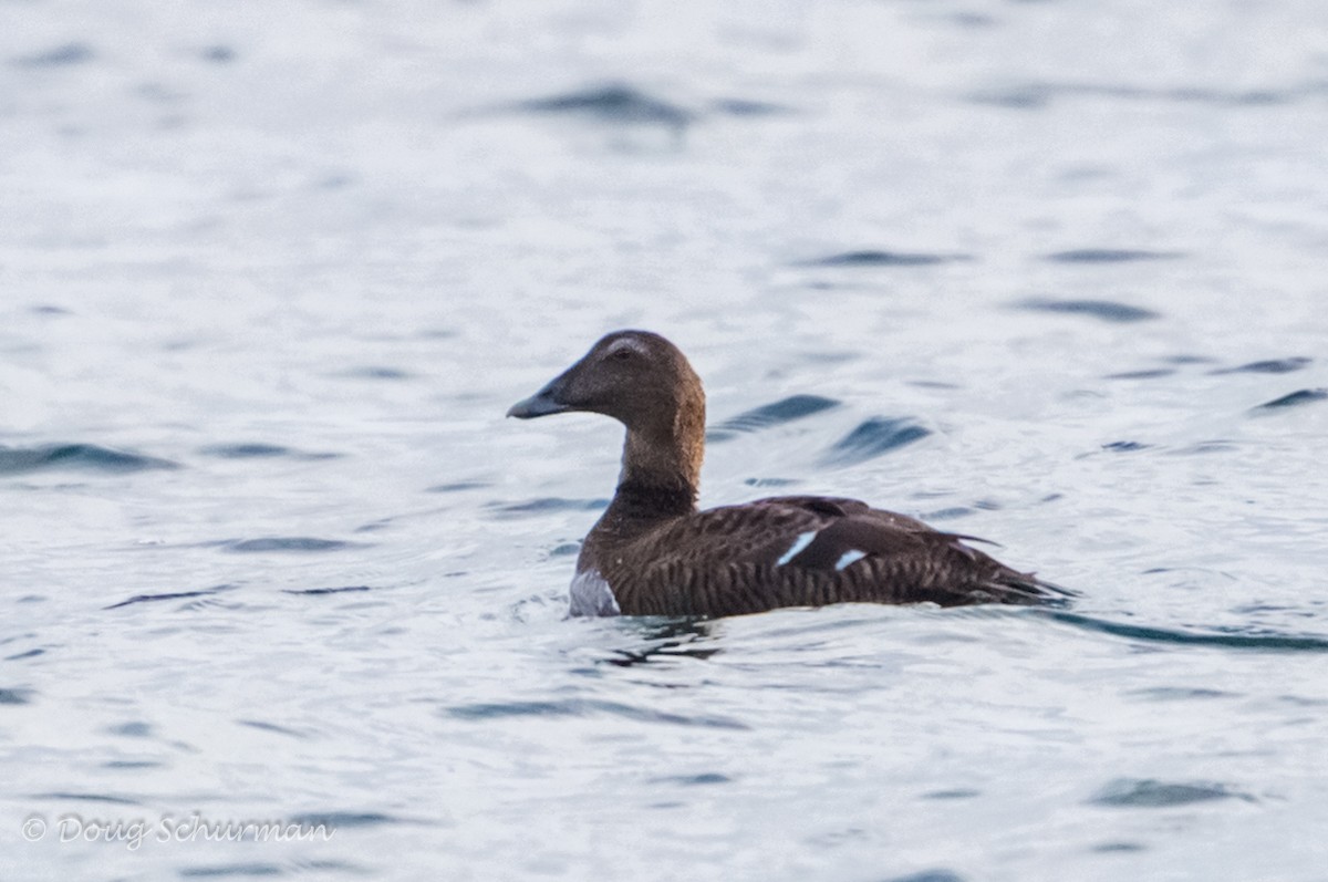 Common Eider - ML45104401