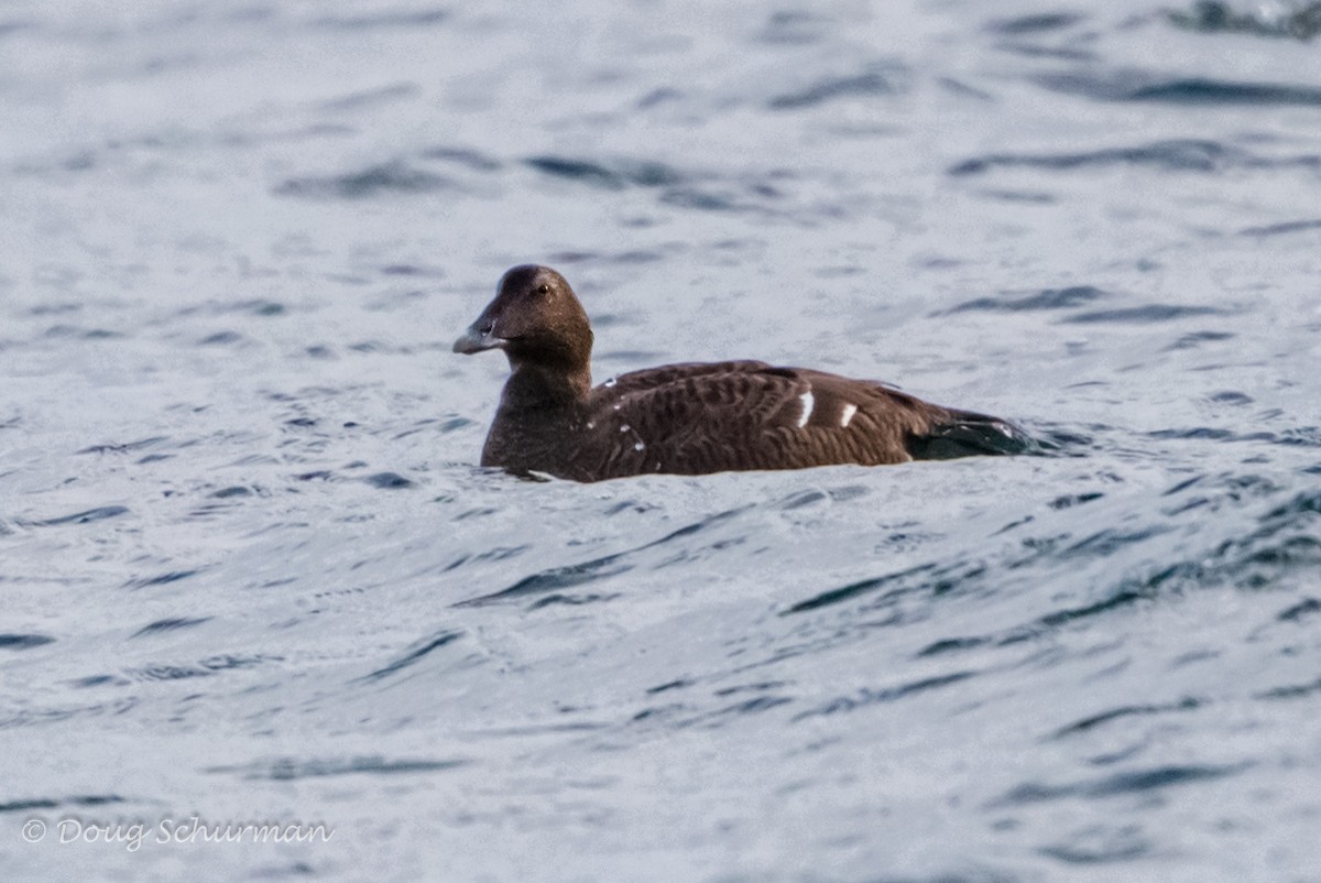 Common Eider - ML45104411