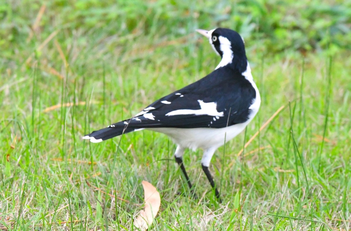 Magpie-lark - ML451044131