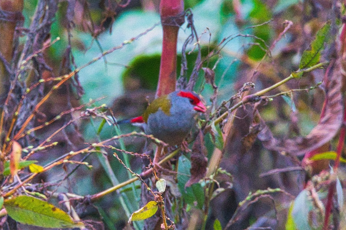 Red-browed Firetail - ML451044151