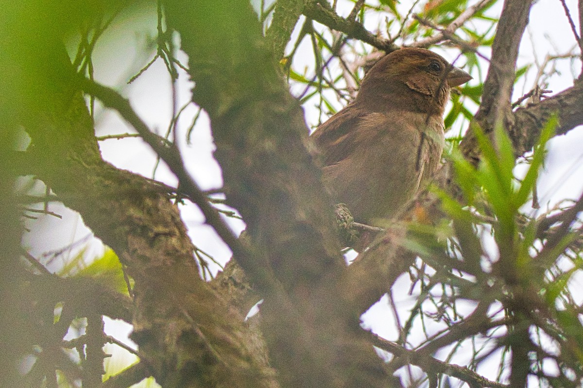 House Sparrow - ML451044161