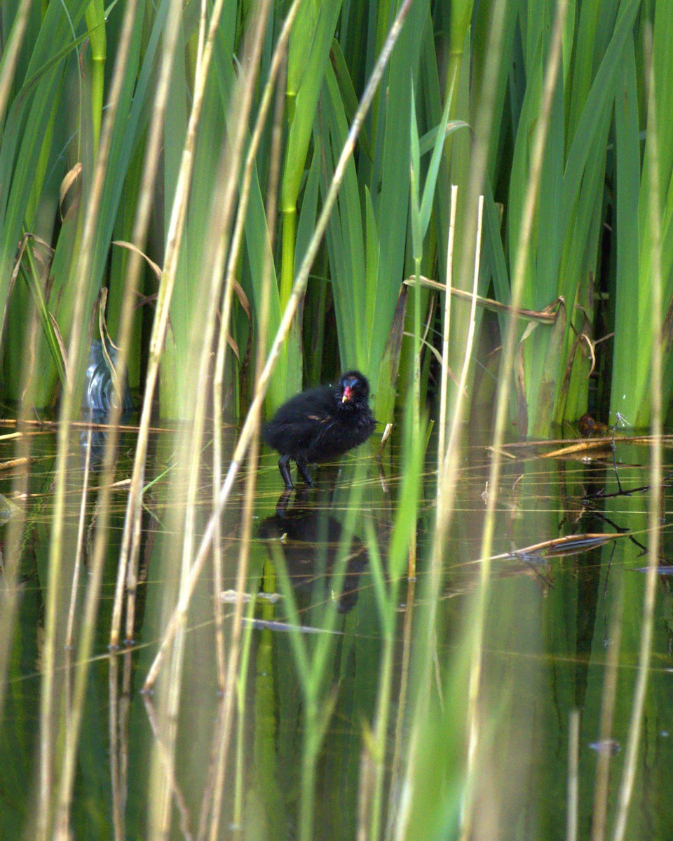 Eurasian Moorhen - Derek  O Driscoll