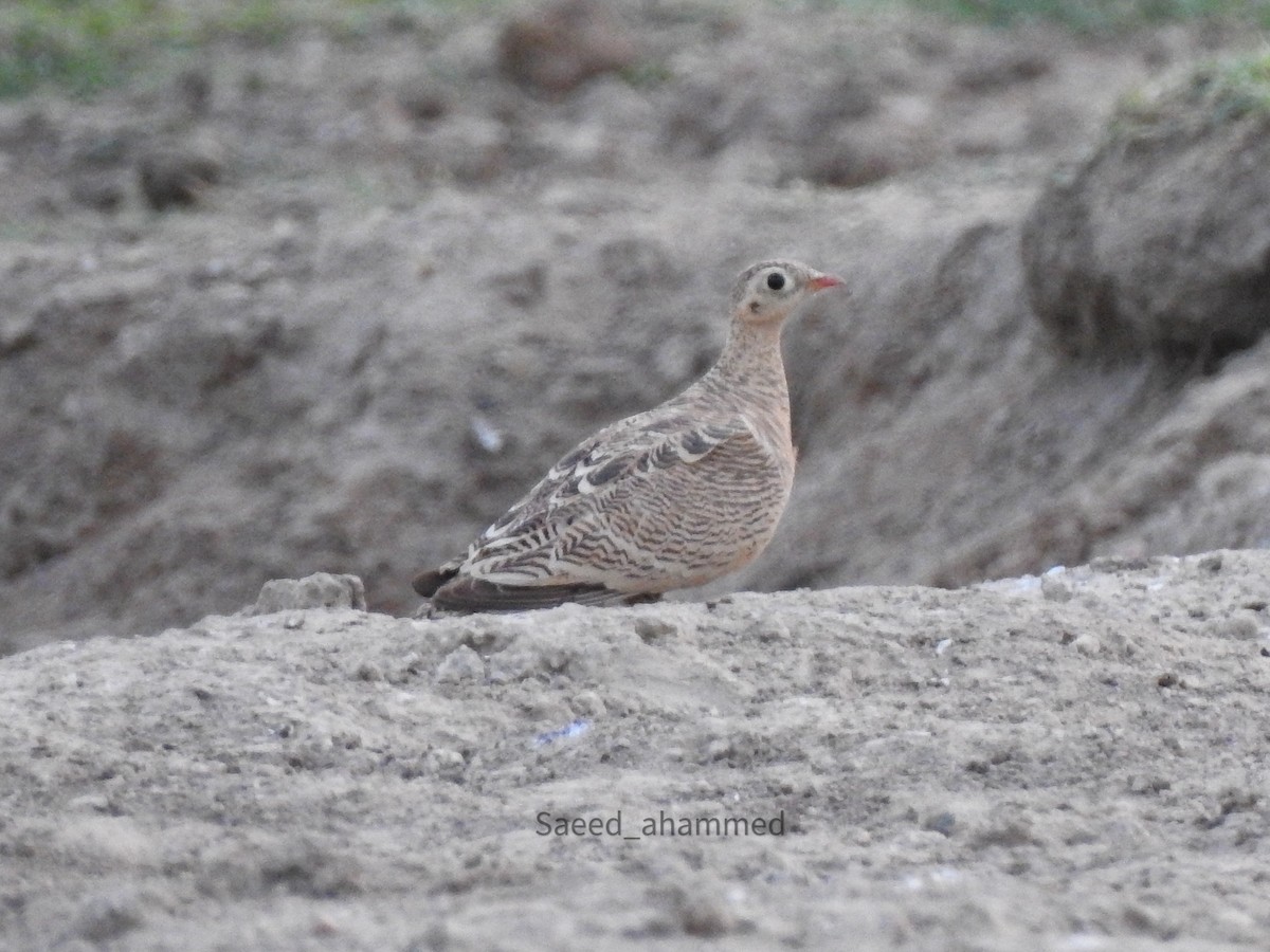 Painted Sandgrouse - ML451045061