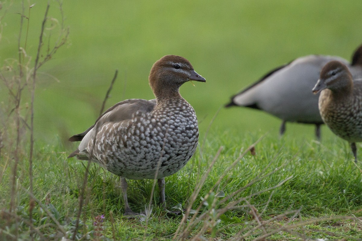 Maned Duck - ML451048371