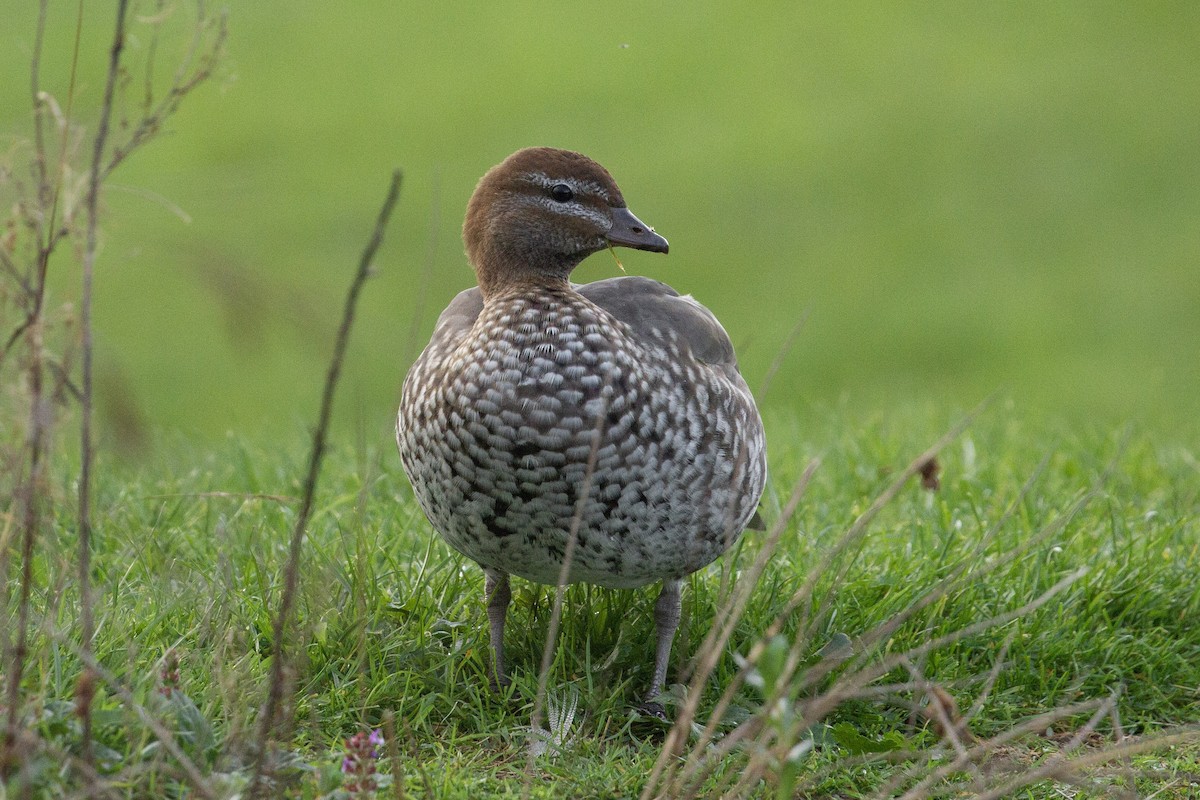 Maned Duck - ML451048421