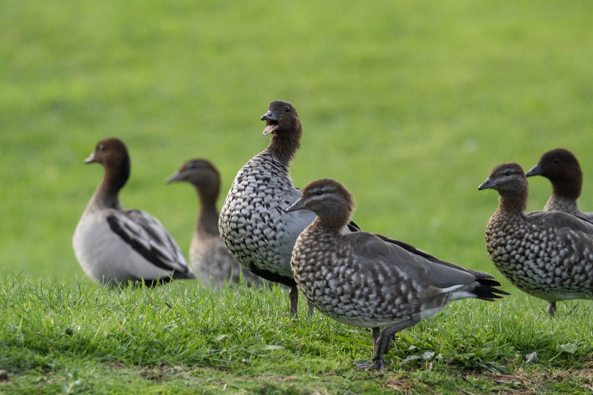 Maned Duck - ML451048451