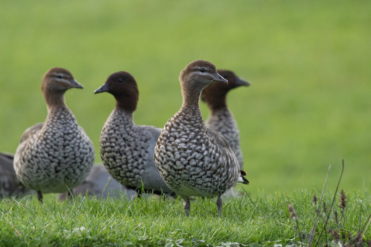 Maned Duck - ML451048481