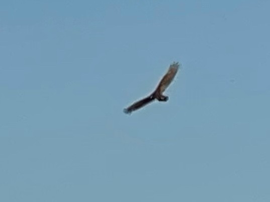 Turkey Vulture - ML451049711