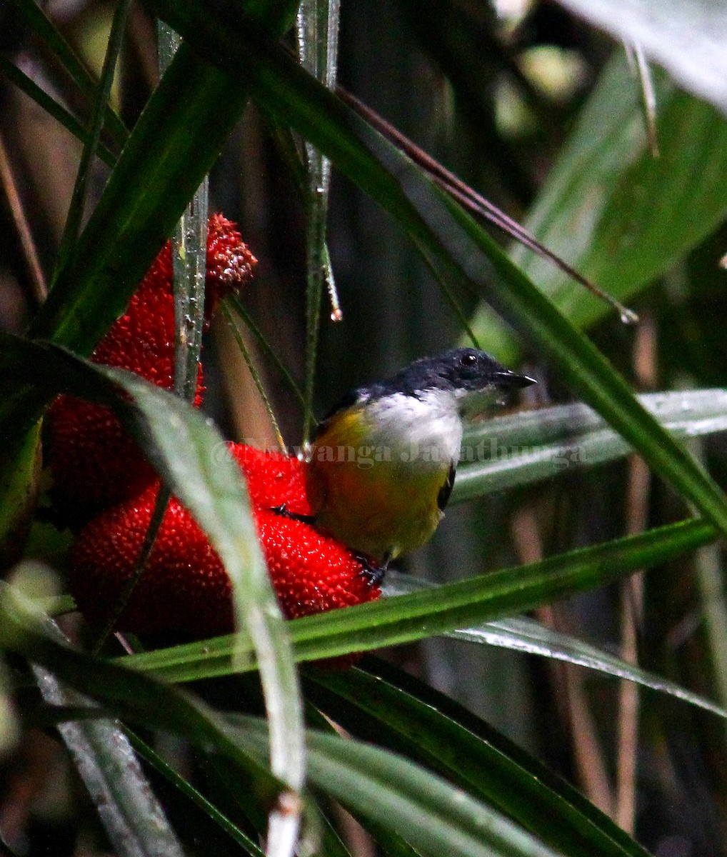 White-throated Flowerpecker - Nuwanga Jayathunga