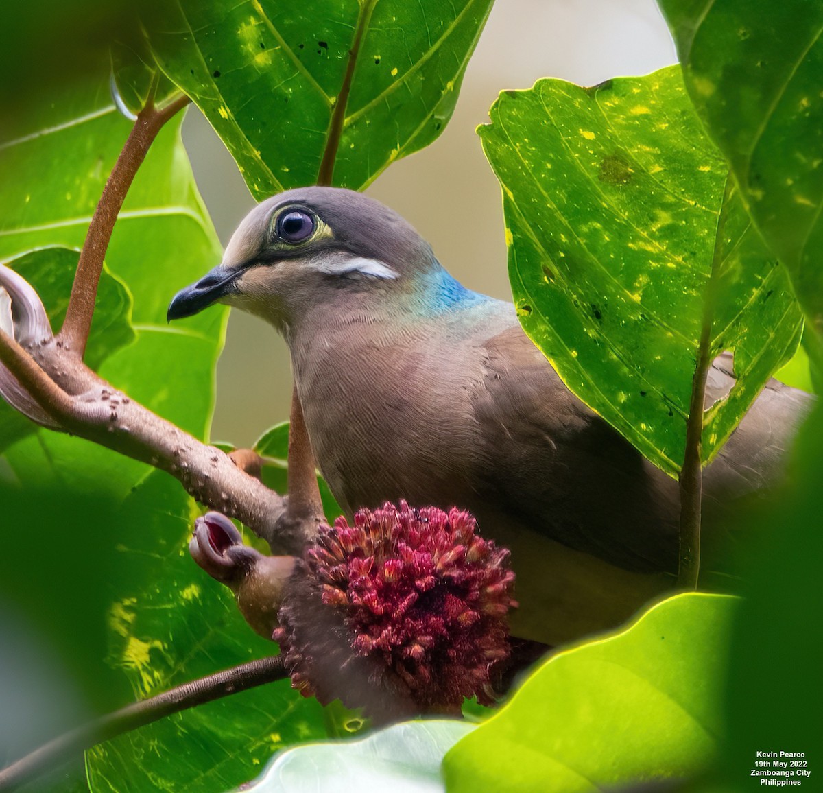 eBird Checklist - 19 May 2022 - Pasonanca Natural Park, Zamboanga City ...