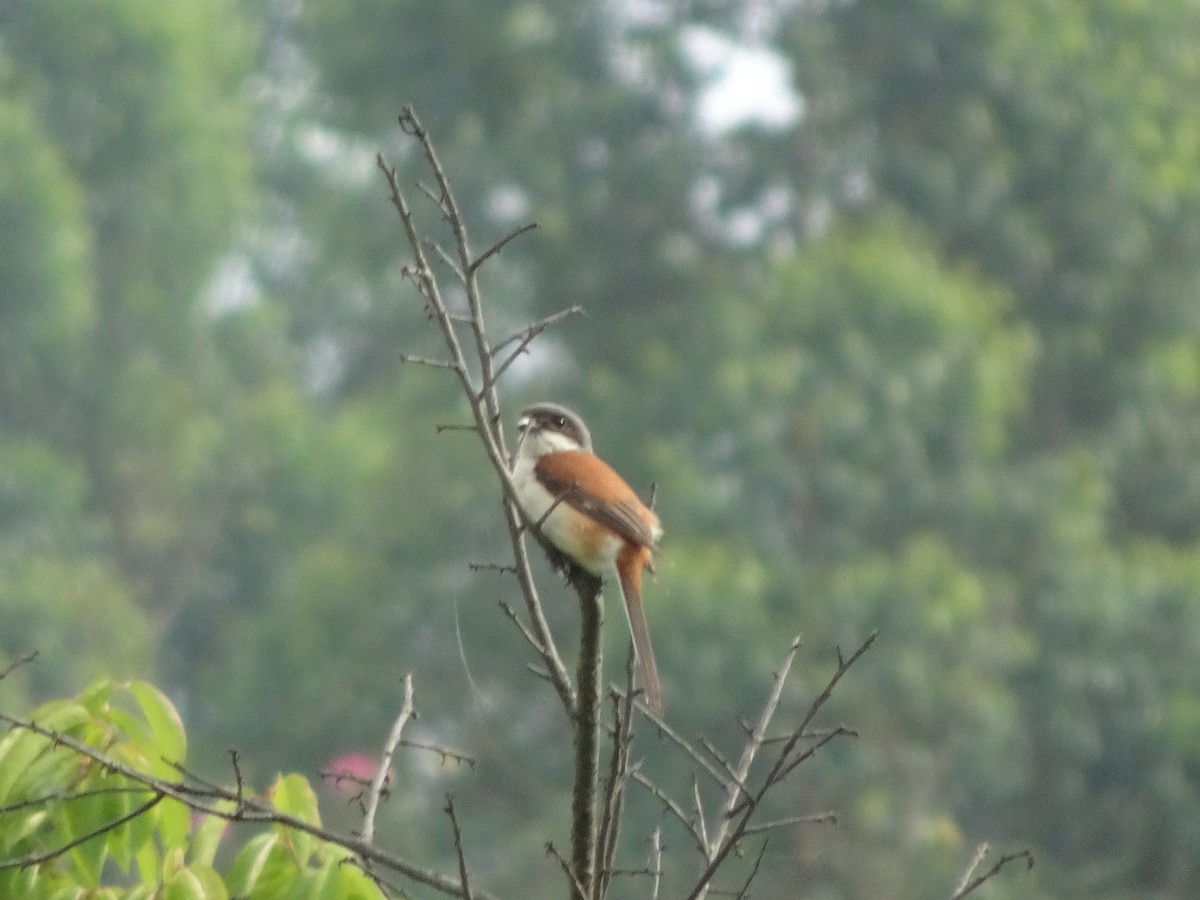Burmese Shrike - Merganser Man