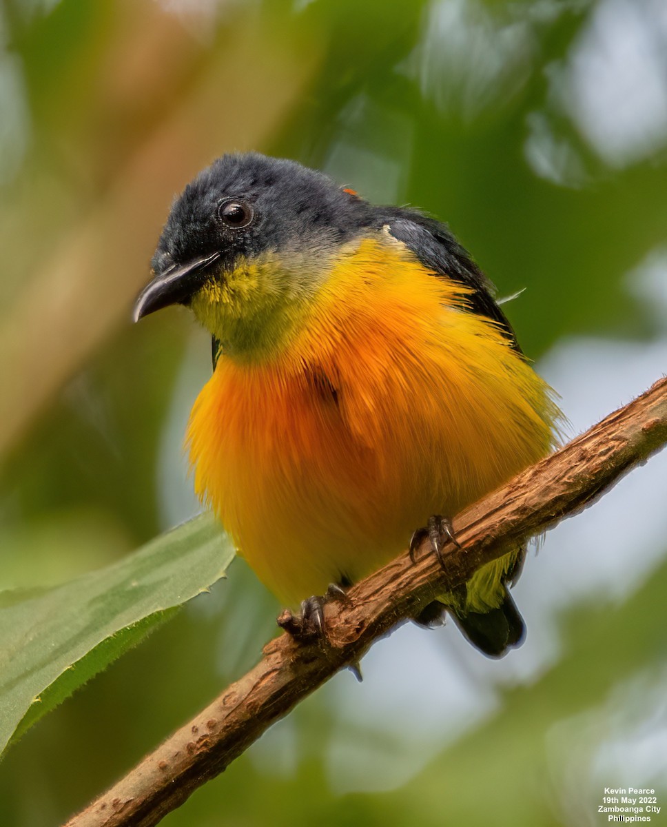 Orange-bellied Flowerpecker - Kevin Pearce