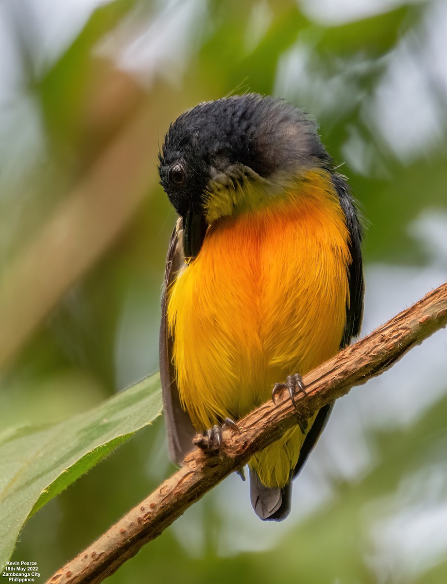 Orange-bellied Flowerpecker - Kevin Pearce