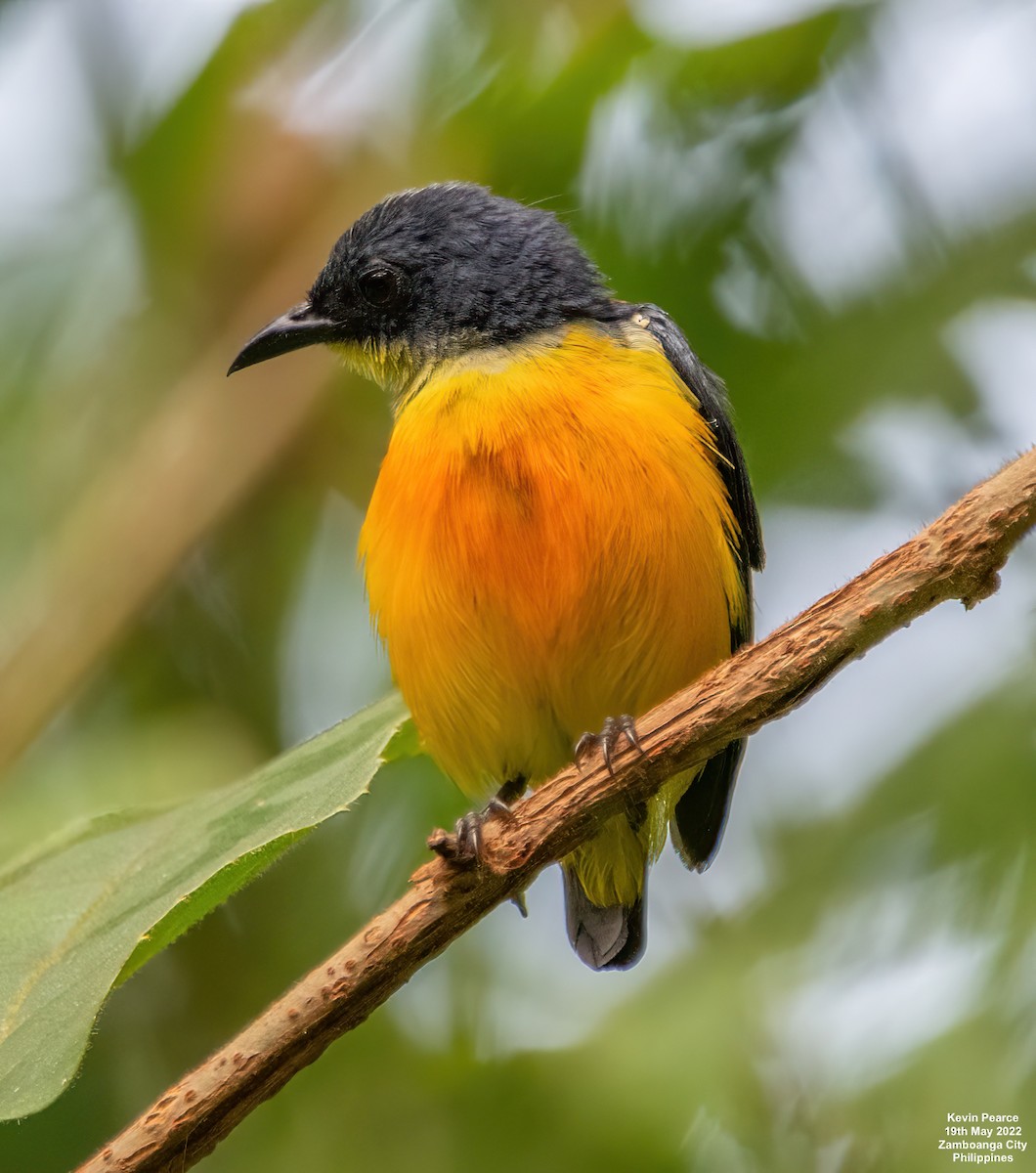 Orange-bellied Flowerpecker - Kevin Pearce