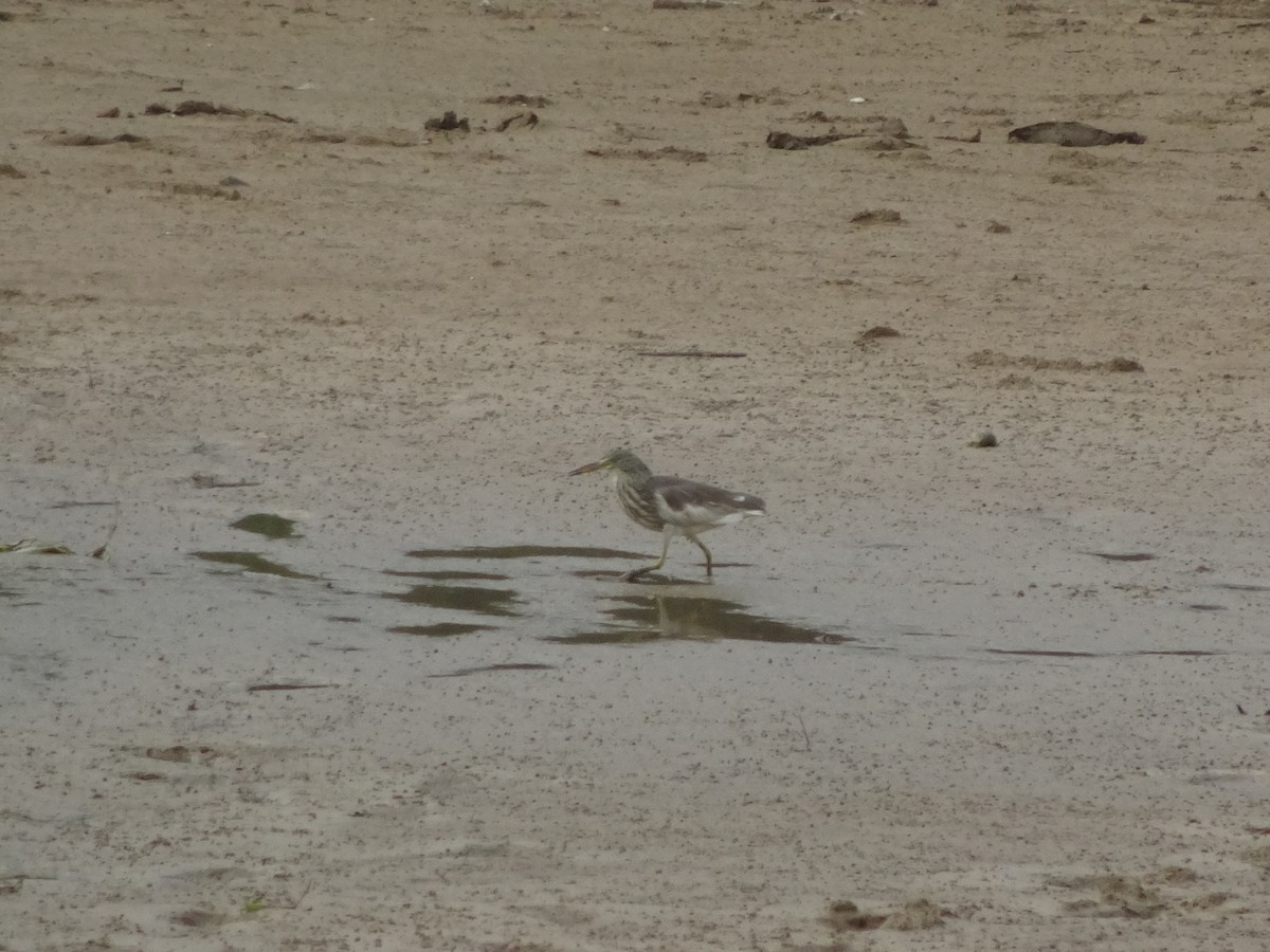 Chinese Pond-Heron - Merganser Man