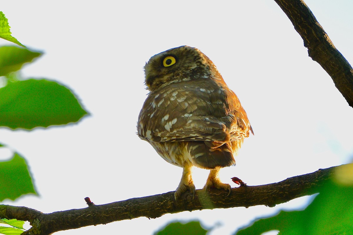 Little Owl - Odd Helge Gilja