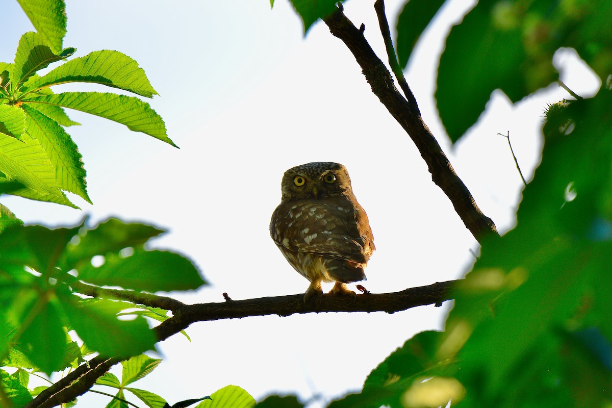 Little Owl - Odd Helge Gilja